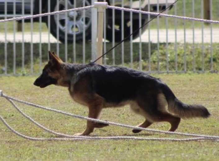 Double R's Gia Vd Southernwind