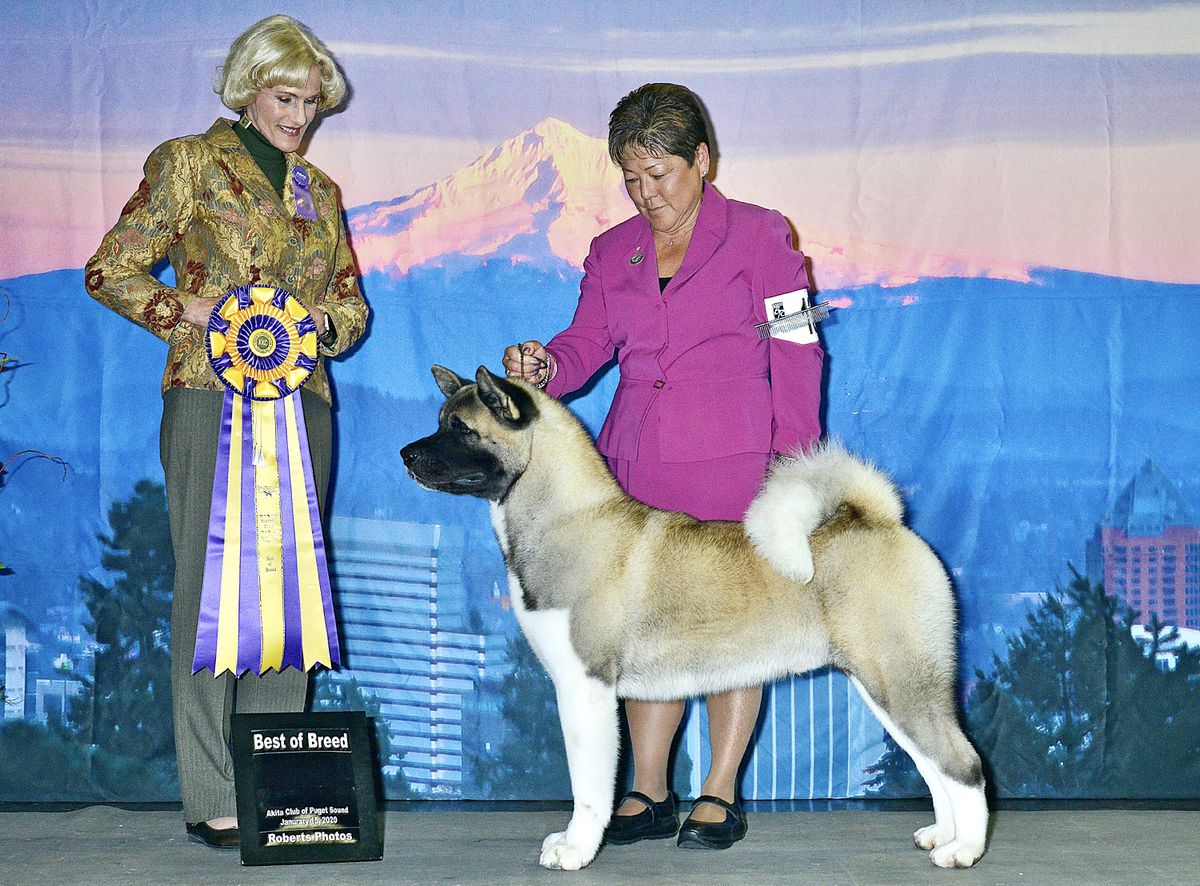 BISS AKC GCH Aces-Up Live And Let Die