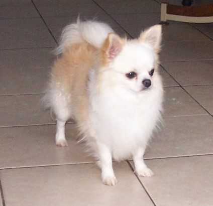 Envis Walk In The Park