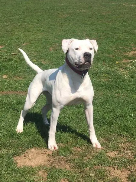 Proud Heroes Avenger White Tiger
