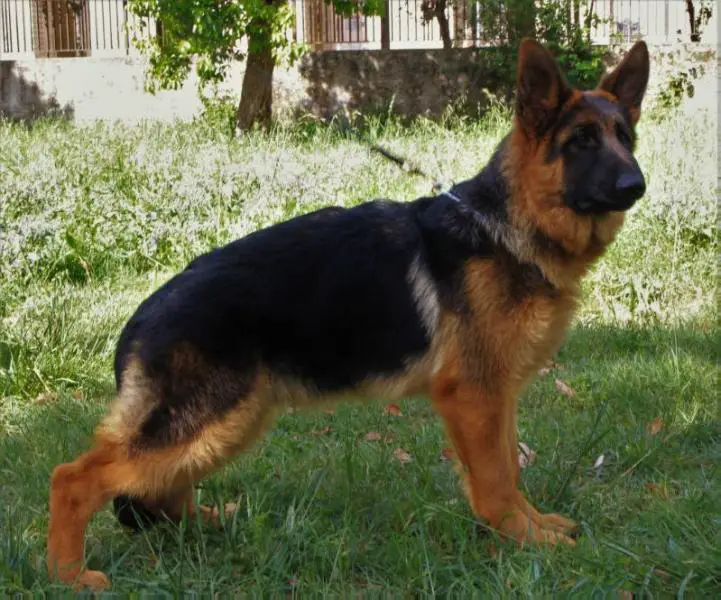 Furbo del caiatino