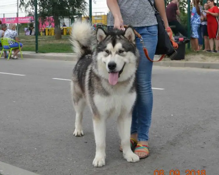 August ot Filippovoy