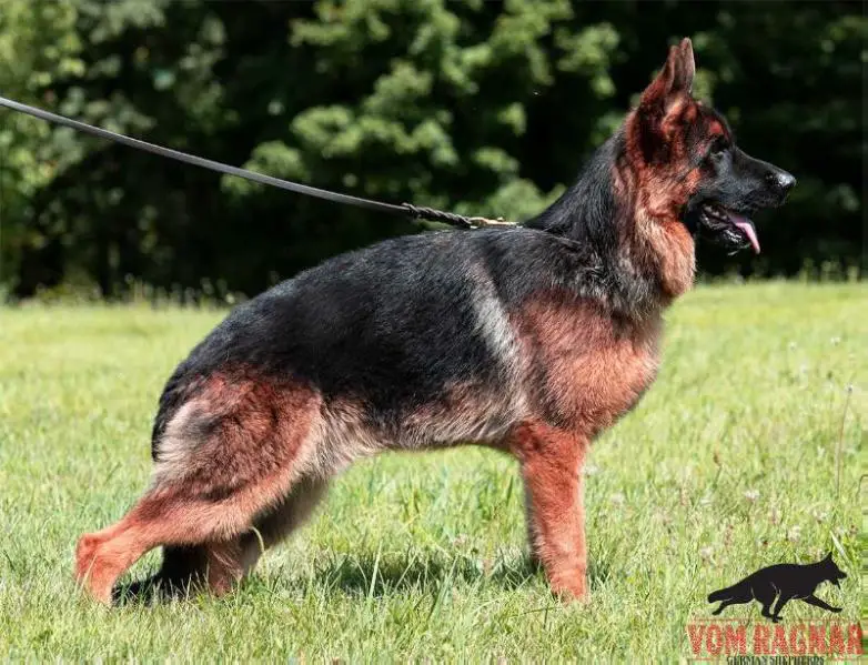 VP2 GSDCA Eskander Vom Ragnar