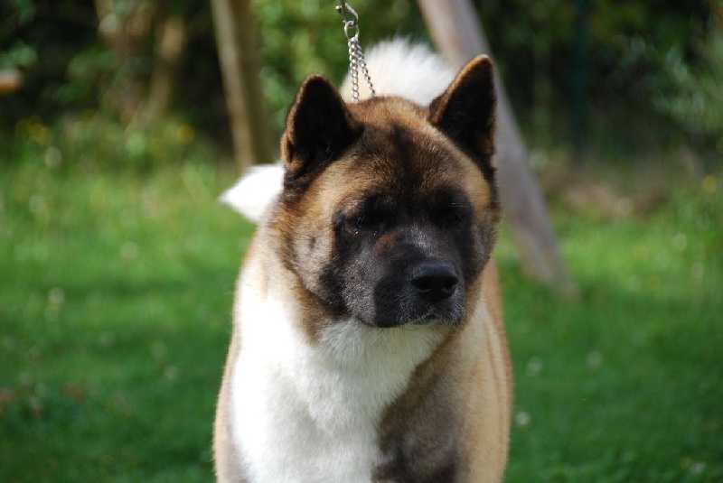 meiho's english rose