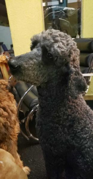 Oliver's Quindim (2012)