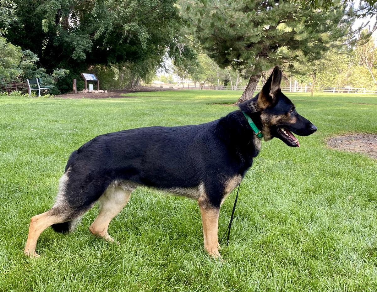 Granville’s Herr Sig Sauer