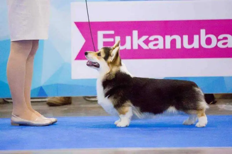 JCH RUS,Club,  JGCH RUS, CH RUS,CLUB, GCH RUS Snow Stail Ingenious