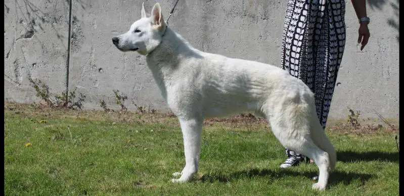 Gregor vom House Savacium