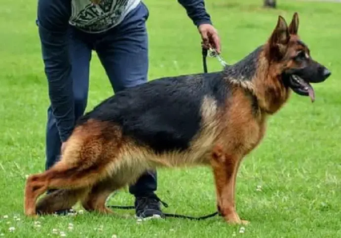 SG Alina Hunde HARMONIE