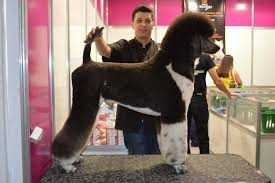 Schotch of Show Dogs