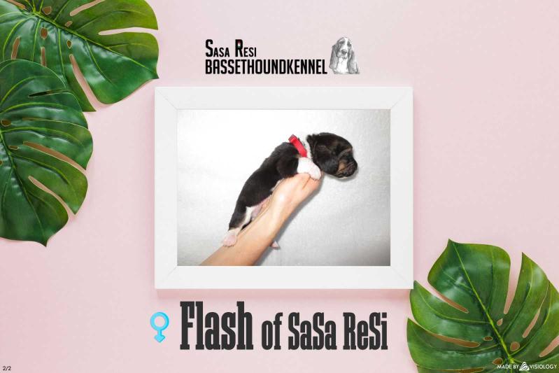 Flash of Sasa Resi