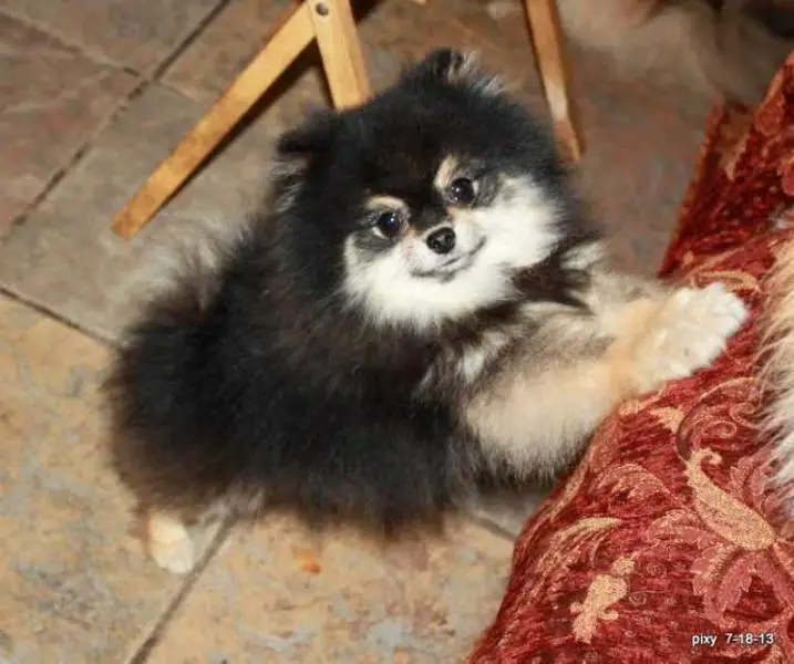 Pruden's Trouble W Tribbles Becky Ln