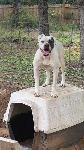 K&L’s/Holman’s Sugar Doll #8 Rayleen