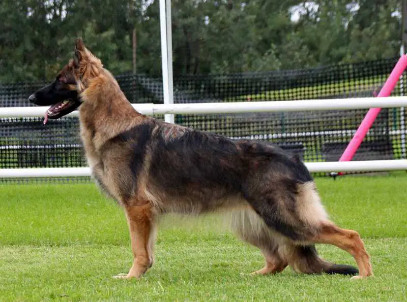 Chilco Sunflower Ostrava