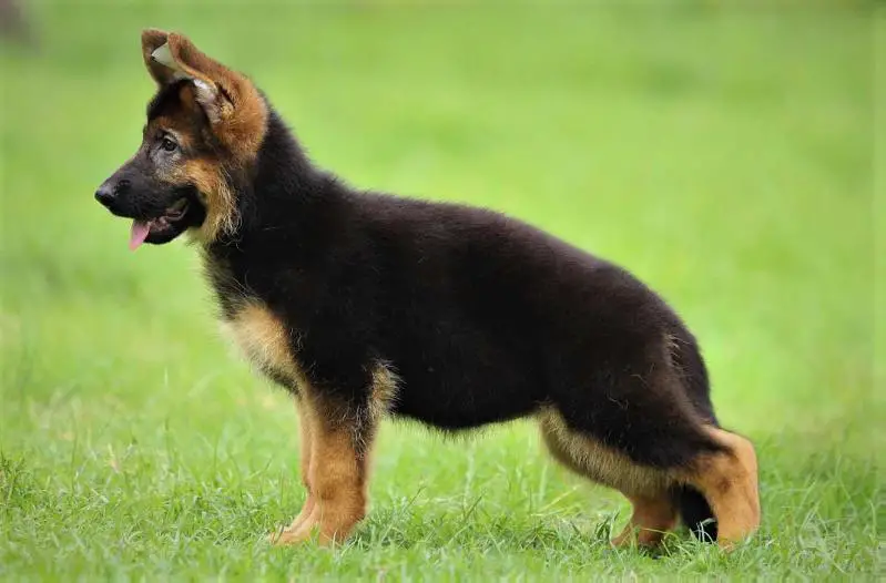 Xonni vom Branch Mark