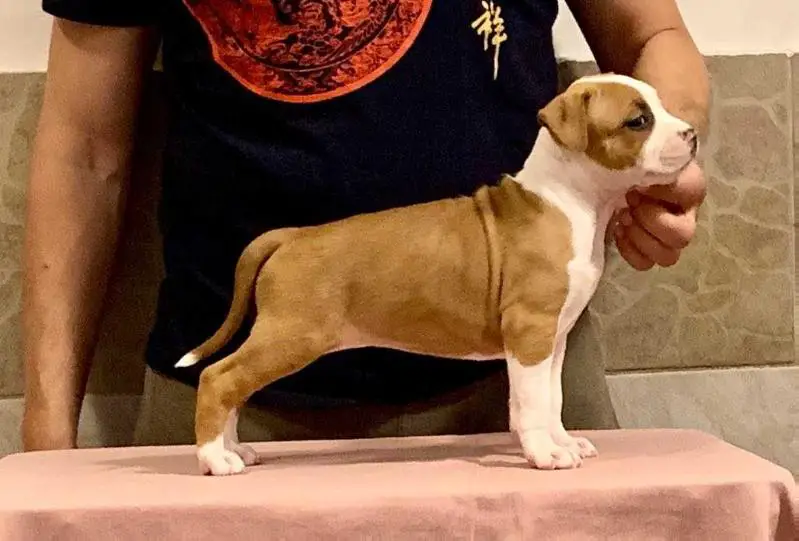 Bali Dancer of Fianna Team