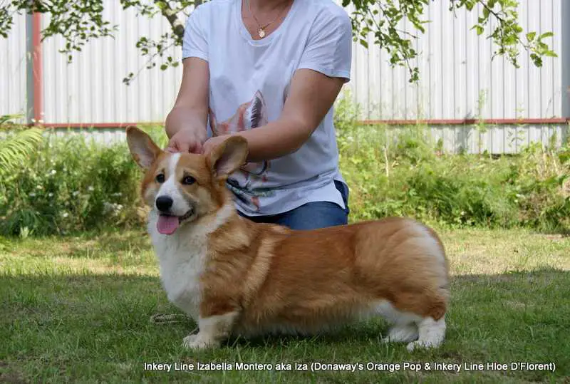 INKERY LINE IZABELLA MONTERO