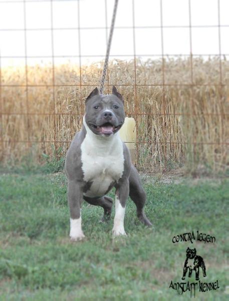 Contra Legem Calamity Jane