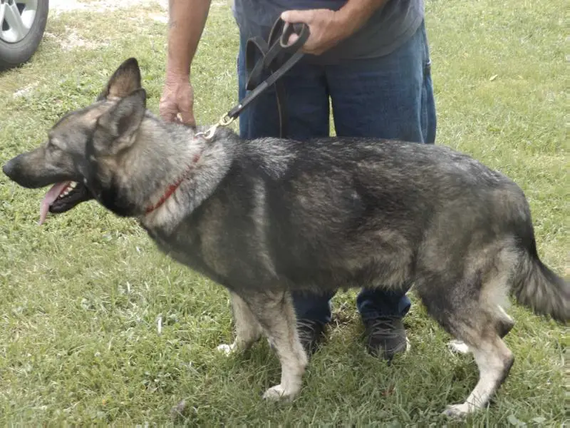 Cassidy Ambra Zara Vom Lammert