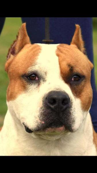 PRM, 7xCAC,R.CACIB,CH.SRB,CH.MAC Ultimate Ring Fighters Astor