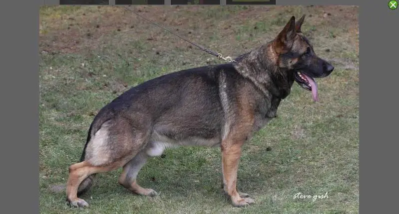 Chacco vom Rhöner Hof