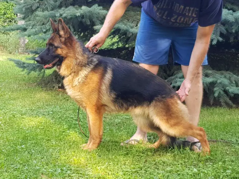 Vac-Vagvölgyi Raisa