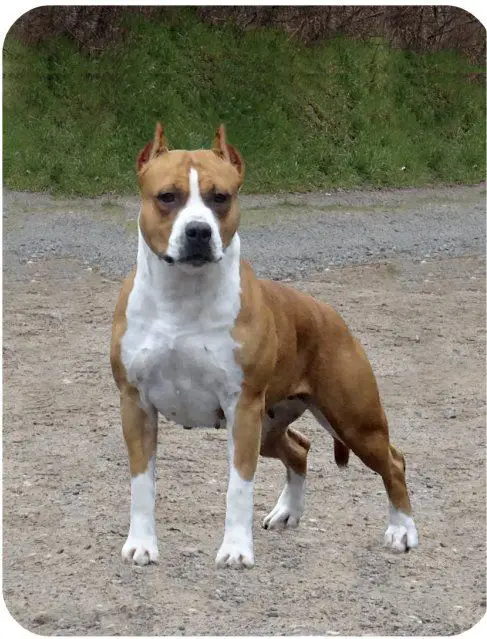 CH Yustify Tipit z Hanky