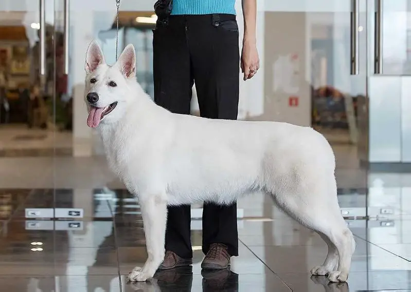 JCH Rus Elfborg Vanessa Paradis