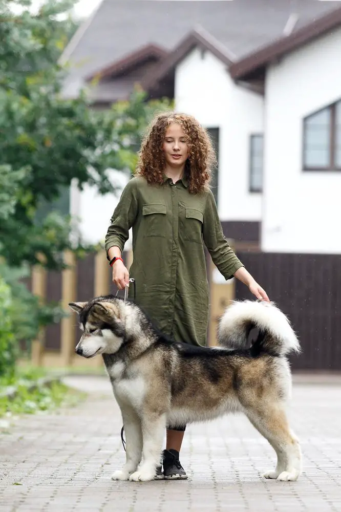 JCH BREED, BY, CH BREED, BY, PL, LAT, INTERCH FAIRY TALE VASILYEV OSTROV