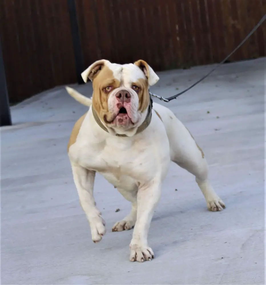 Strong Side Arya of Deep South