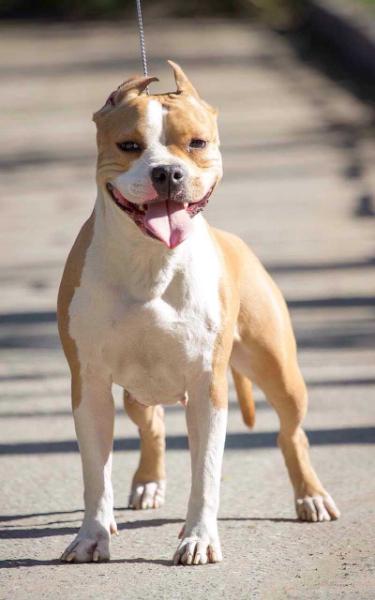 J.Ch.Rus, Ch.Rus, Ch.RKF Valter'Staff Jivenchy Miss Pride World On Million