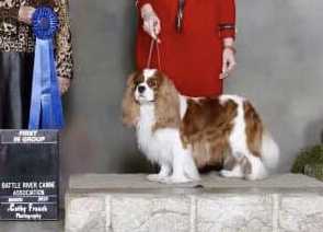 GCH Sigma Chi’s Daydream Believer