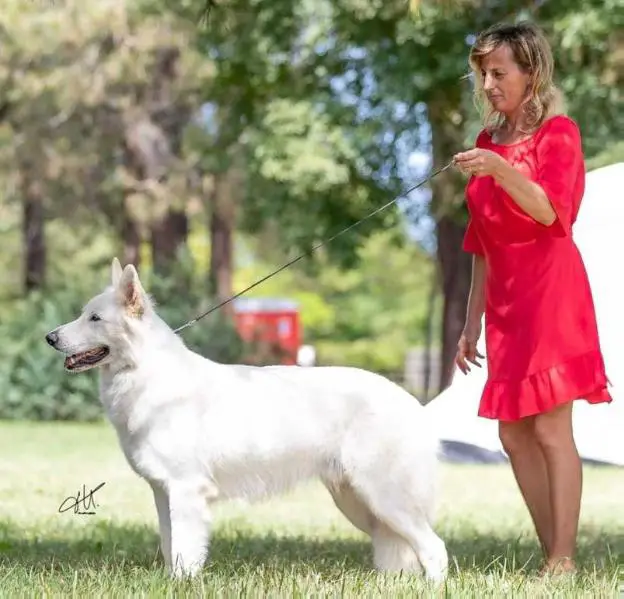 J.Italian CH, J.San Marino CH, J.Italian Top Dog HEARTBREAKER LEON del White Conero