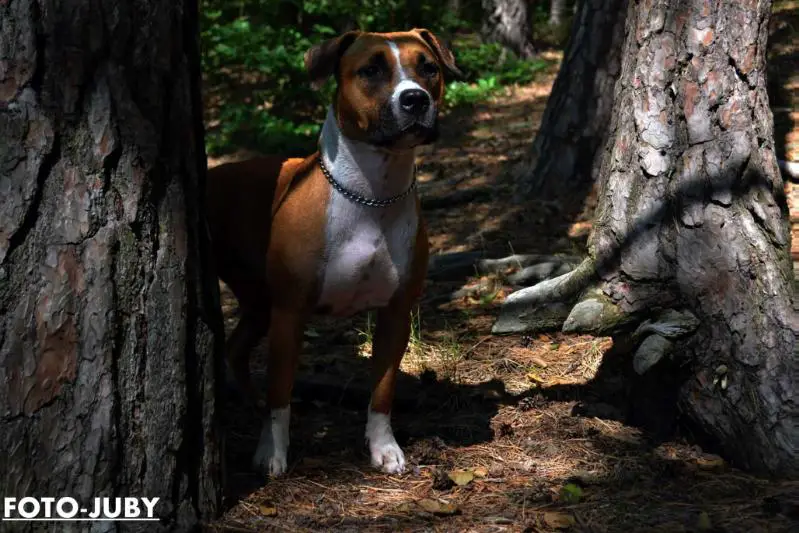 ZINNAMONN SPICE S OSTROVA SHATCILINSKOGO