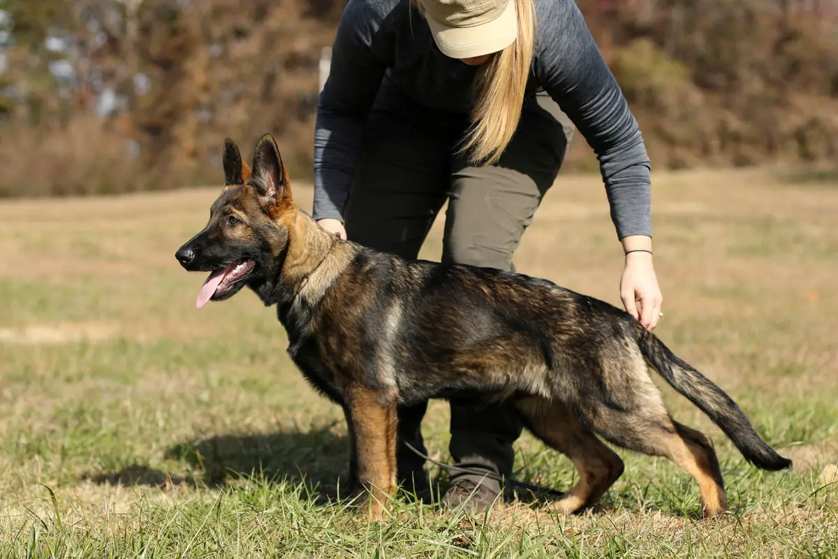 Dorian vom Feuergarten