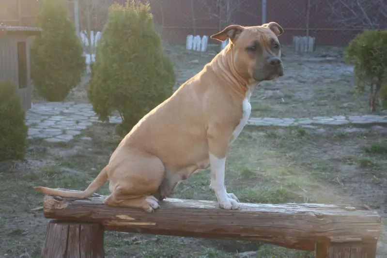 Bringing Love Lemberg Dominant Dog