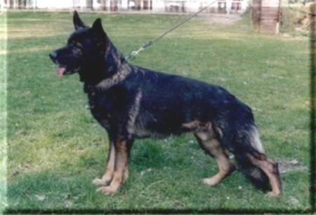 Erol von der Spätlese