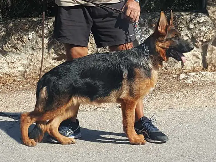 Zebra de los Nazaríes