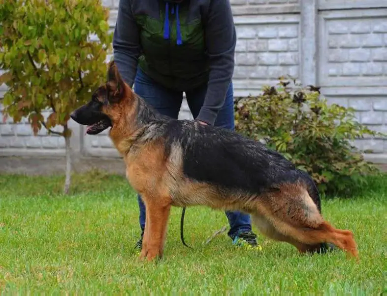 Yes di casa Massarelli