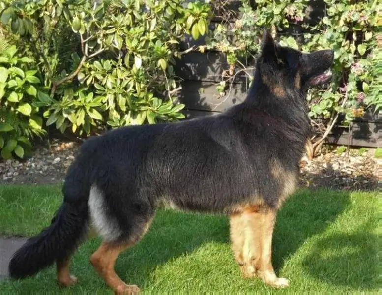 Denver-Cop vom Winsener land