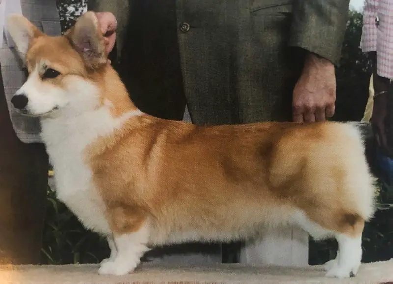 GCH Foxtale Irish Ellyon