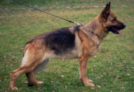 Xena von der Burg Botzlar