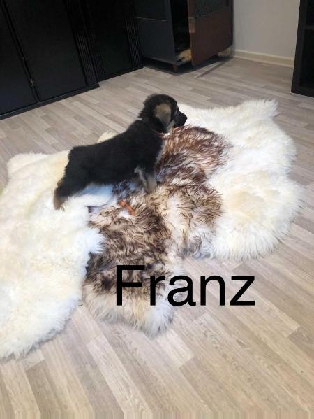 Franz von Zauberwiesen