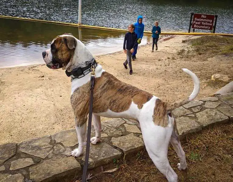 Centerbull's Overhand Right AKA Hendo