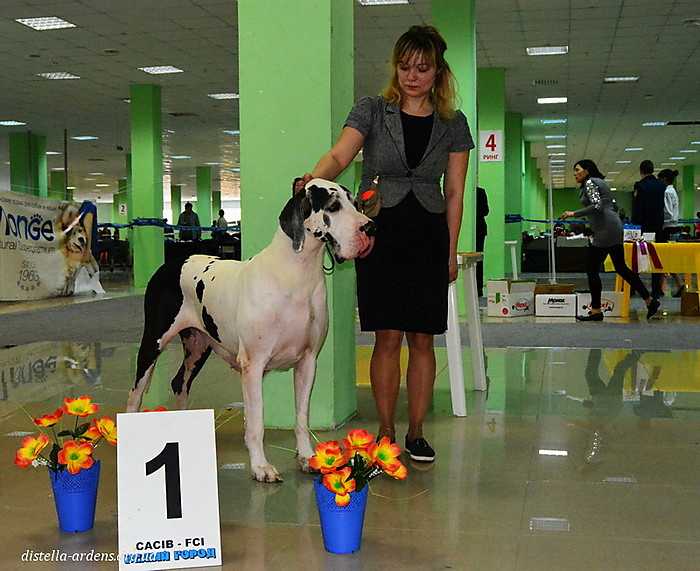 CH Viva La Diva Di Stella Ardens