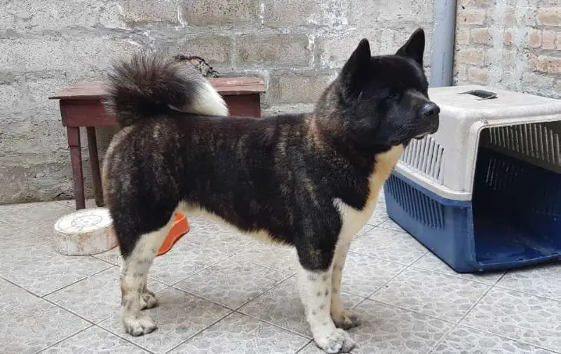 Viking Rollo At Troy's War