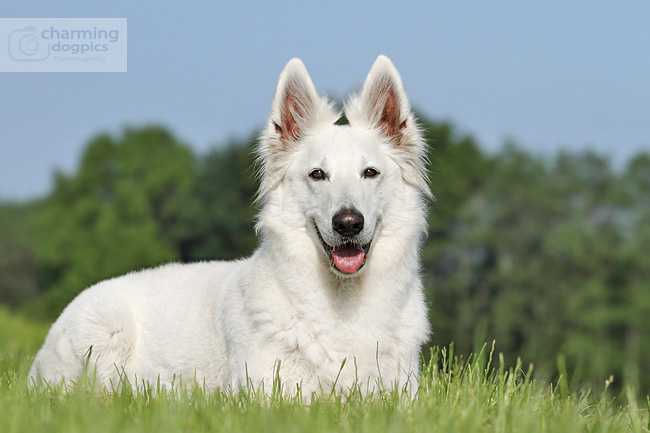 Demi More of white Bandit's