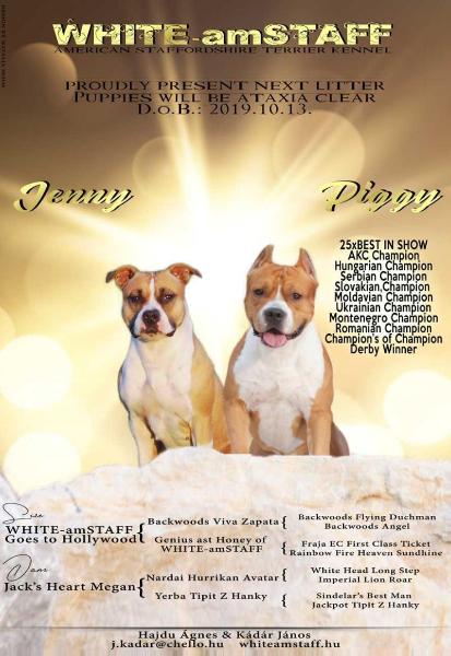 WHITE-amSTAFF Lollypop