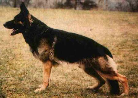 V Brutus vom Milchborntal