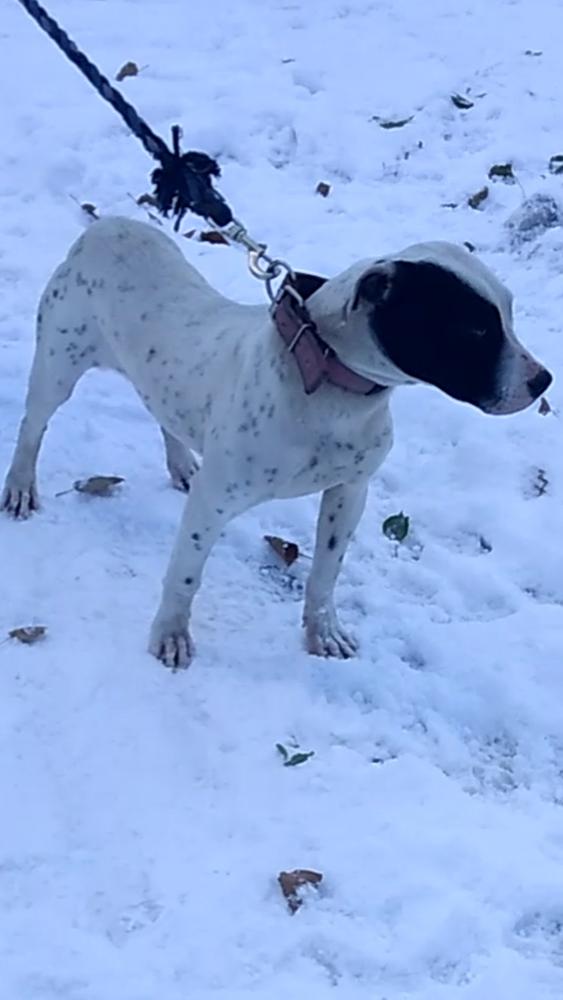 Bullhead’s Pressure